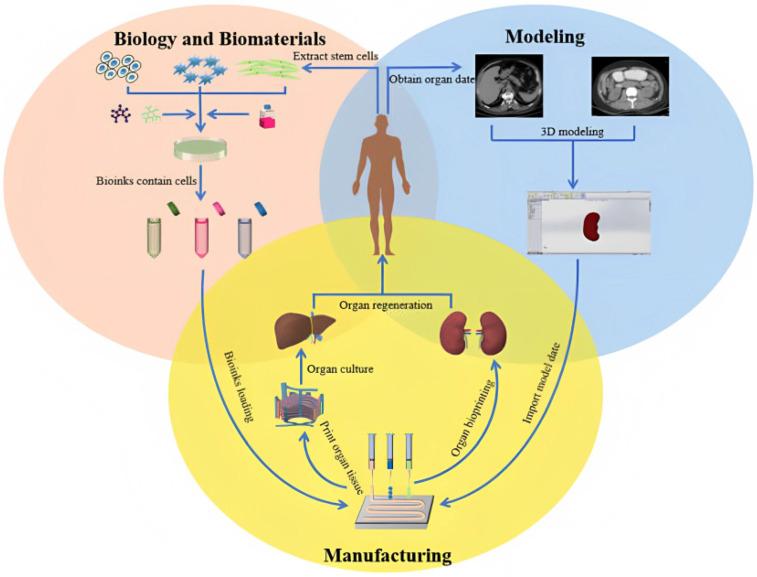https://cdn.ncbi.nlm.nih.gov/pmc/blobs/1cb6/10045778/b4a7101cb763/bioengineering-10-00287-g001.jpg