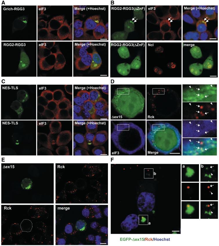 https://cdn.ncbi.nlm.nih.gov/pmc/blobs/1cb6/3074126/0348db4405cd/gkq1162f4.jpg