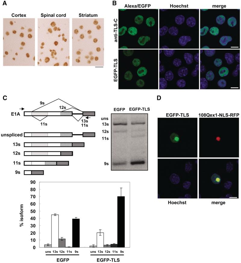 https://cdn.ncbi.nlm.nih.gov/pmc/blobs/1cb6/3074126/a3d993b1aa5a/gkq1162f1.jpg