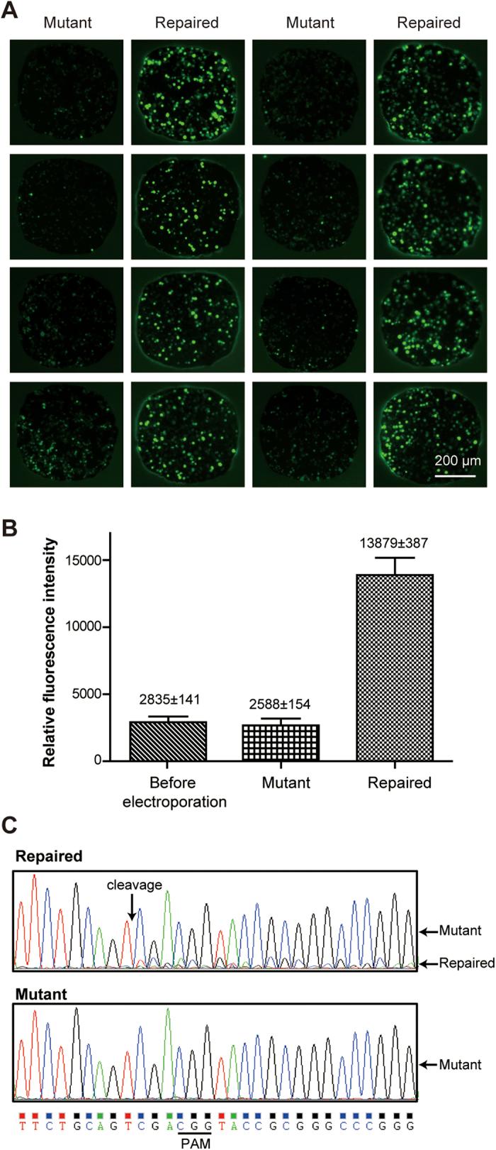https://cdn.ncbi.nlm.nih.gov/pmc/blobs/1cb8/5304186/2aefd3826566/srep42512-f7.jpg