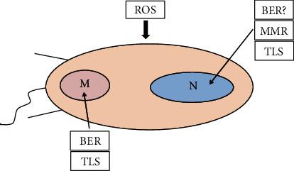 https://cdn.ncbi.nlm.nih.gov/pmc/blobs/1cb8/7746463/3939f572dbd1/OMCL2020-8867701.004.jpg