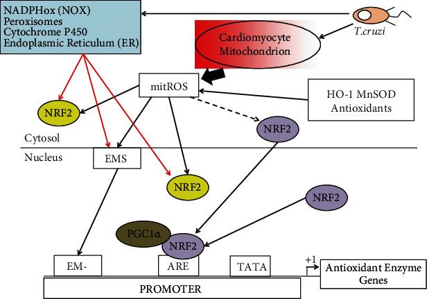 https://cdn.ncbi.nlm.nih.gov/pmc/blobs/1cb8/7746463/3a9d0b3376cb/OMCL2020-8867701.002.jpg