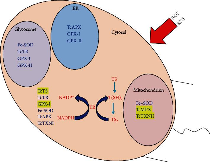 https://cdn.ncbi.nlm.nih.gov/pmc/blobs/1cb8/7746463/42bd195a0b27/OMCL2020-8867701.001.jpg