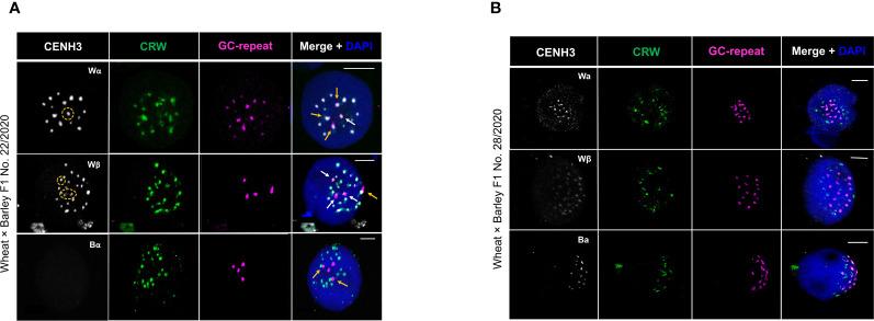 https://cdn.ncbi.nlm.nih.gov/pmc/blobs/1cbb/10834757/06600aa02c5e/fpls-15-1324817-g003.jpg
