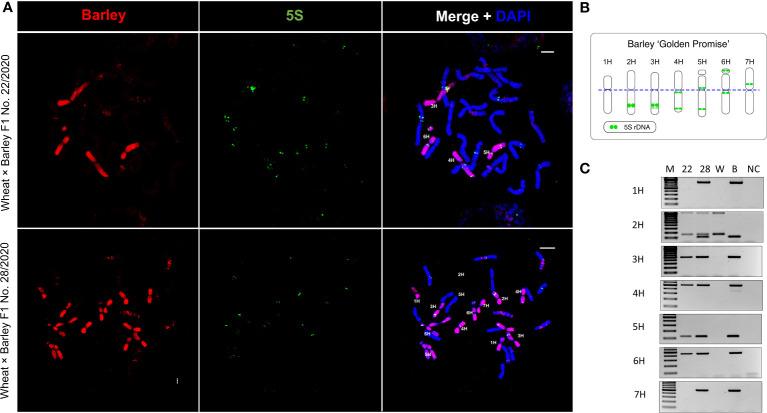 https://cdn.ncbi.nlm.nih.gov/pmc/blobs/1cbb/10834757/183bba6cbeb6/fpls-15-1324817-g001.jpg