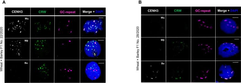 https://cdn.ncbi.nlm.nih.gov/pmc/blobs/1cbb/10834757/94f03e3c89f3/fpls-15-1324817-g004.jpg