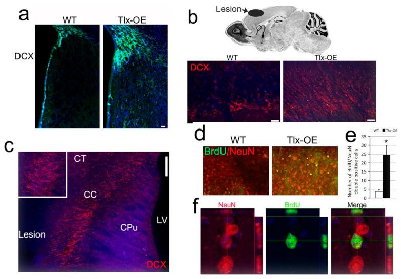 https://cdn.ncbi.nlm.nih.gov/pmc/blobs/1cbe/11594625/40466a645ce0/ijms-25-12440-g004.jpg
