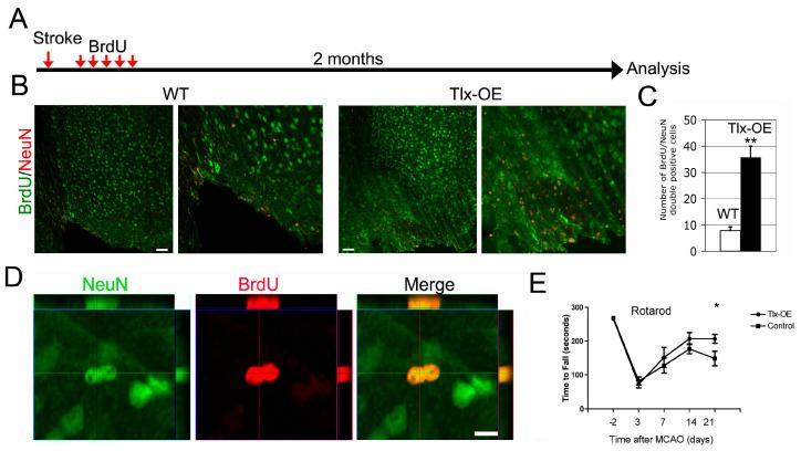 https://cdn.ncbi.nlm.nih.gov/pmc/blobs/1cbe/11594625/56eca1df4da0/ijms-25-12440-g003.jpg