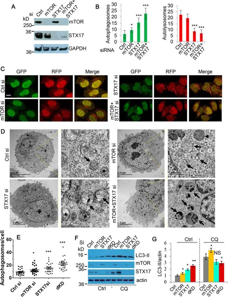https://cdn.ncbi.nlm.nih.gov/pmc/blobs/1cbe/5566519/23bbb99325e3/zbc0361772130001.jpg