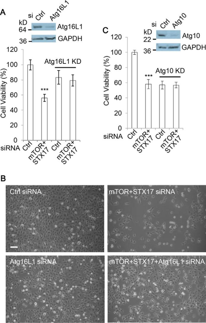 https://cdn.ncbi.nlm.nih.gov/pmc/blobs/1cbe/5566519/3da14772ea1e/zbc0361772130004.jpg