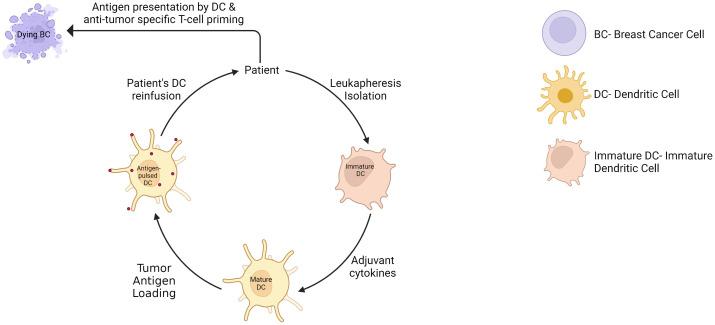 https://cdn.ncbi.nlm.nih.gov/pmc/blobs/1cc1/10905744/6b4dd37335fb/fimmu-15-1287824-g008.jpg