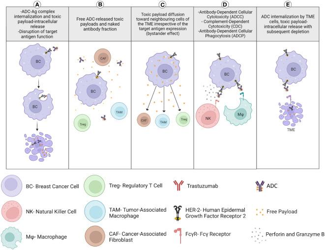 https://cdn.ncbi.nlm.nih.gov/pmc/blobs/1cc1/10905744/7d41c4077626/fimmu-15-1287824-g002.jpg
