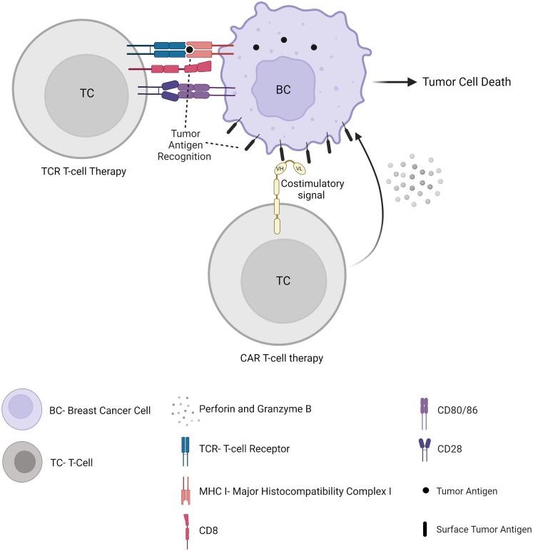 https://cdn.ncbi.nlm.nih.gov/pmc/blobs/1cc1/10905744/83381e0dac6c/fimmu-15-1287824-g004.jpg