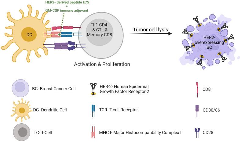 https://cdn.ncbi.nlm.nih.gov/pmc/blobs/1cc1/10905744/d4a4ba01a334/fimmu-15-1287824-g006.jpg