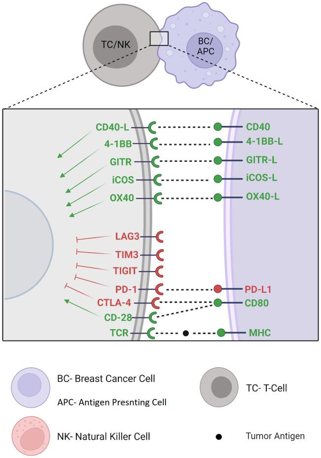 https://cdn.ncbi.nlm.nih.gov/pmc/blobs/1cc1/10905744/fe36c5337db9/fimmu-15-1287824-g003.jpg