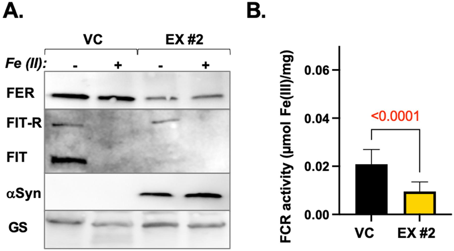 https://cdn.ncbi.nlm.nih.gov/pmc/blobs/1cc4/11149894/b07d8db45be2/nihms-1997253-f0005.jpg