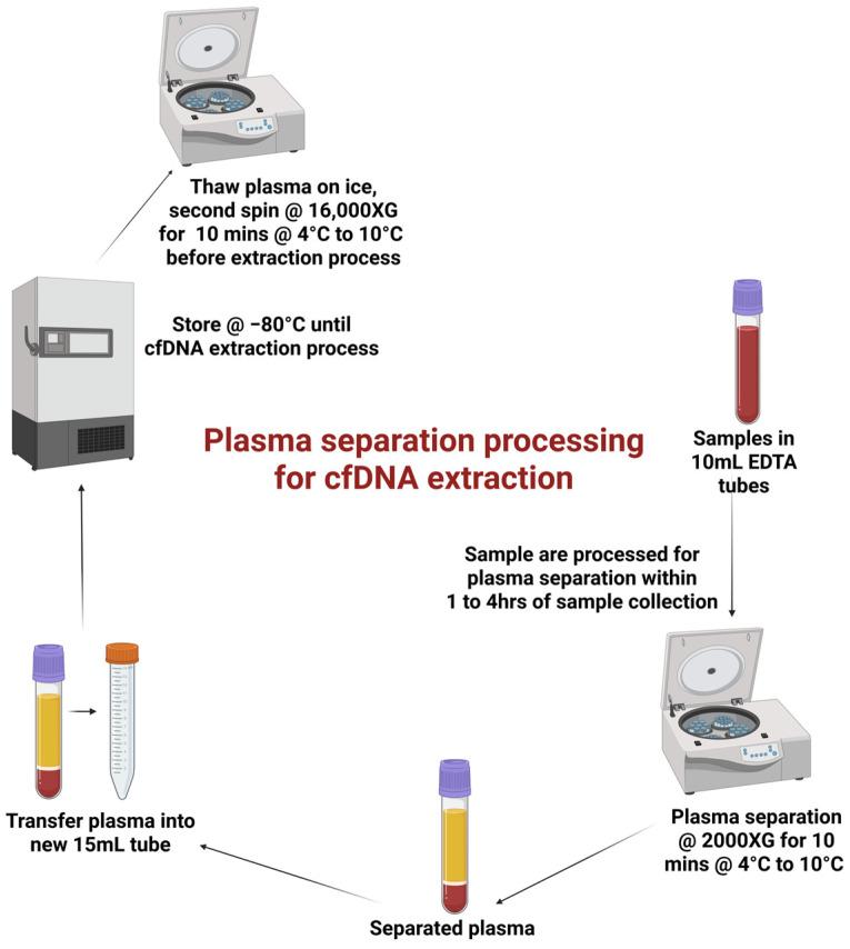 https://cdn.ncbi.nlm.nih.gov/pmc/blobs/1ccb/12293894/610735c9779a/cells-14-01062-g001.jpg