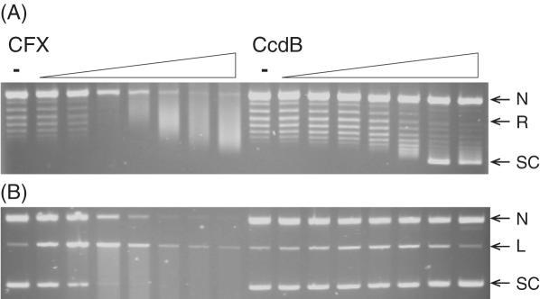 https://cdn.ncbi.nlm.nih.gov/pmc/blobs/1ccb/1636403/b81ac2fc8e8e/gkl636f6.jpg