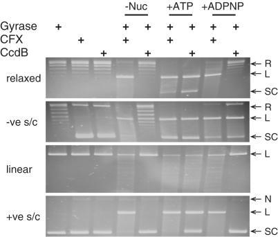 https://cdn.ncbi.nlm.nih.gov/pmc/blobs/1ccb/1636403/ff455bb96b57/gkl636f1.jpg