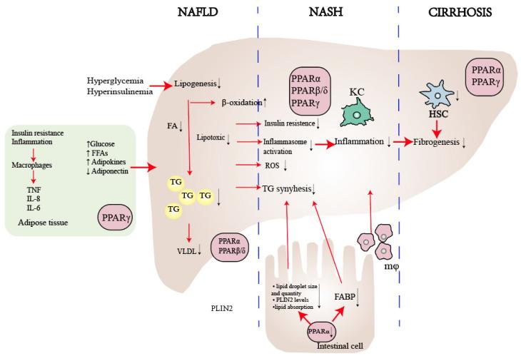 https://cdn.ncbi.nlm.nih.gov/pmc/blobs/1ccd/10750283/8cfa27bcd3d6/ijbsv20p0113g003.jpg