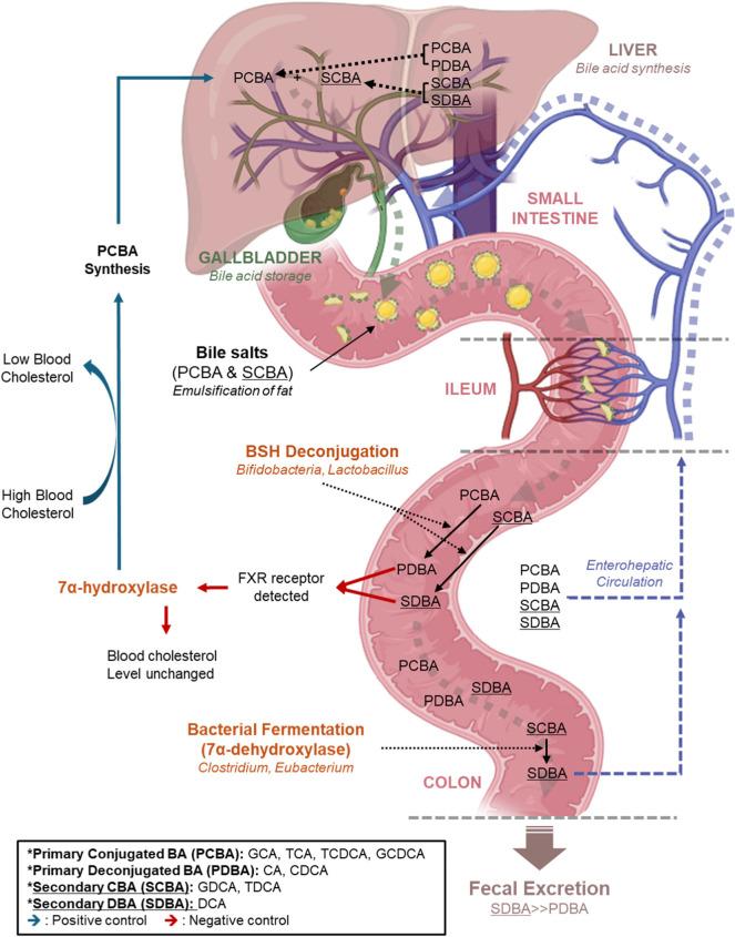 https://cdn.ncbi.nlm.nih.gov/pmc/blobs/1ccd/11907429/0a1cd04619dd/kosfa-45-2-353-g1.jpg