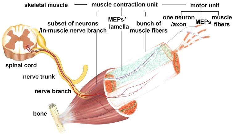 https://cdn.ncbi.nlm.nih.gov/pmc/blobs/1ccd/6376466/444e0bbd28cd/thnov09p0734g005.jpg