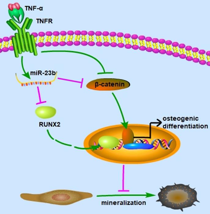 https://cdn.ncbi.nlm.nih.gov/pmc/blobs/1cce/8579284/17c8e1dec72b/ijmsv18p3674g005.jpg