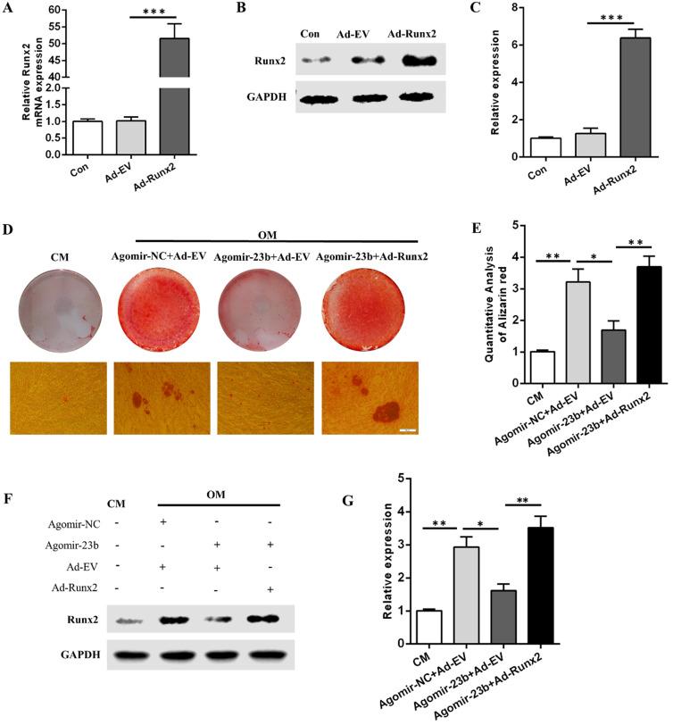https://cdn.ncbi.nlm.nih.gov/pmc/blobs/1cce/8579284/eaeb8928a413/ijmsv18p3674g004.jpg