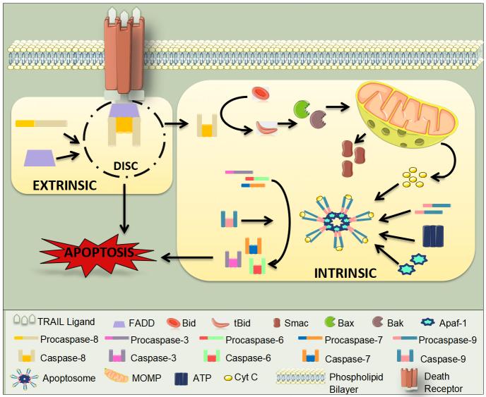 https://cdn.ncbi.nlm.nih.gov/pmc/blobs/1cd6/10099604/a361f900030e/cdr-6-1-78.fig.2.jpg