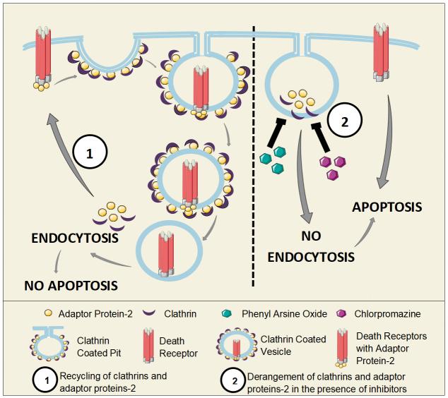 https://cdn.ncbi.nlm.nih.gov/pmc/blobs/1cd6/10099604/a8c0e617c07e/cdr-6-1-78.fig.3.jpg