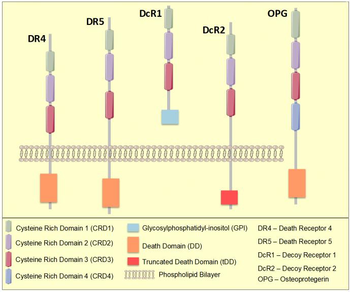 https://cdn.ncbi.nlm.nih.gov/pmc/blobs/1cd6/10099604/e49604d797e5/cdr-6-1-78.fig.1.jpg
