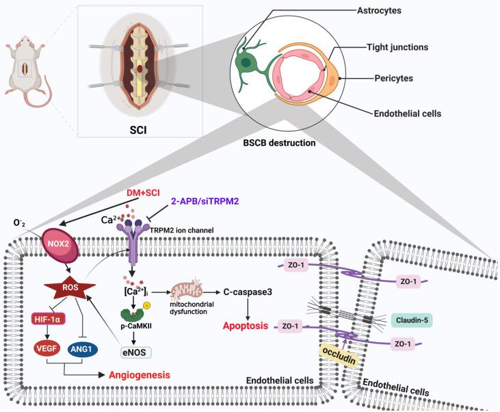 https://cdn.ncbi.nlm.nih.gov/pmc/blobs/1cd7/10197895/003d1ceaef66/ijbsv19p2475g012.jpg