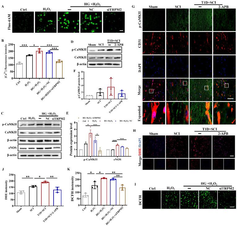 https://cdn.ncbi.nlm.nih.gov/pmc/blobs/1cd7/10197895/20d74e28d862/ijbsv19p2475g009.jpg