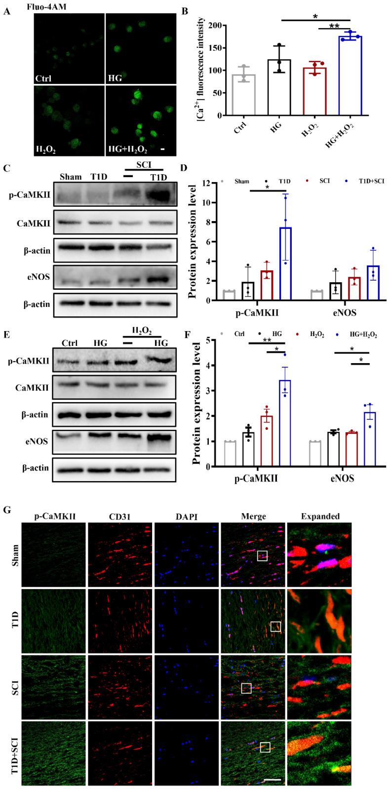 https://cdn.ncbi.nlm.nih.gov/pmc/blobs/1cd7/10197895/8cb92df5606c/ijbsv19p2475g006.jpg