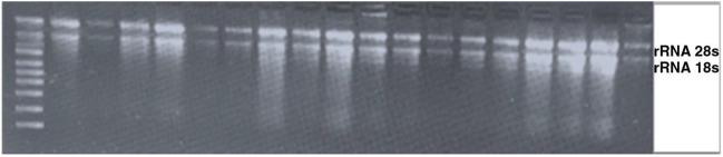 https://cdn.ncbi.nlm.nih.gov/pmc/blobs/1cdd/9114027/c2746616cb49/41598_2022_12361_Fig8_HTML.jpg