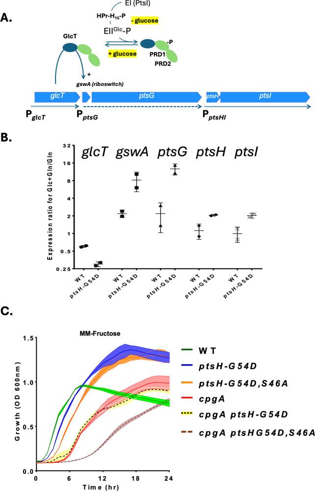 https://cdn.ncbi.nlm.nih.gov/pmc/blobs/1ce3/12445079/78dc076789c1/jb.00162-25.f003.jpg