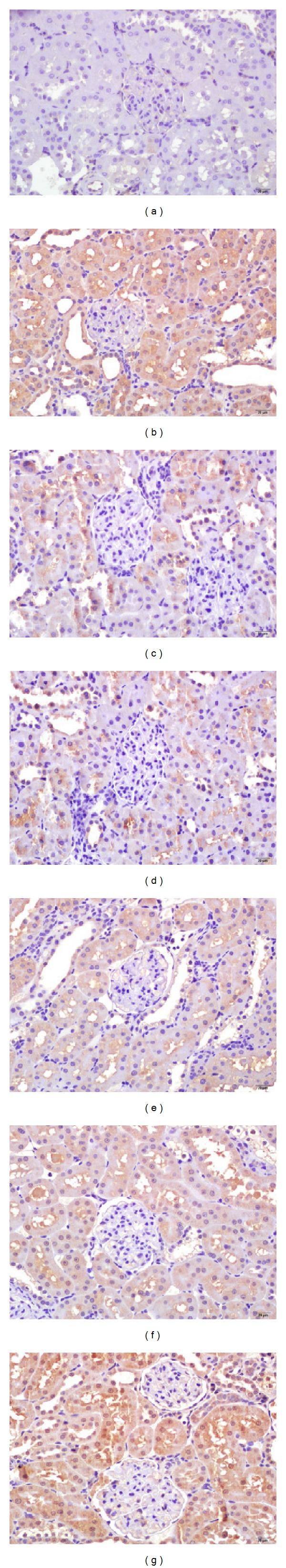 https://cdn.ncbi.nlm.nih.gov/pmc/blobs/1ce4/4021834/49c871d6ff2d/OMCL2014-463815.004.jpg