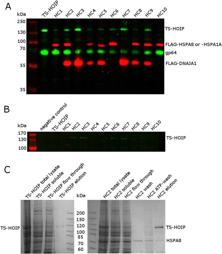 https://cdn.ncbi.nlm.nih.gov/pmc/blobs/1ce6/7216392/465d4b1e0cc8/12896_2020_616_Fig6_HTML.jpg