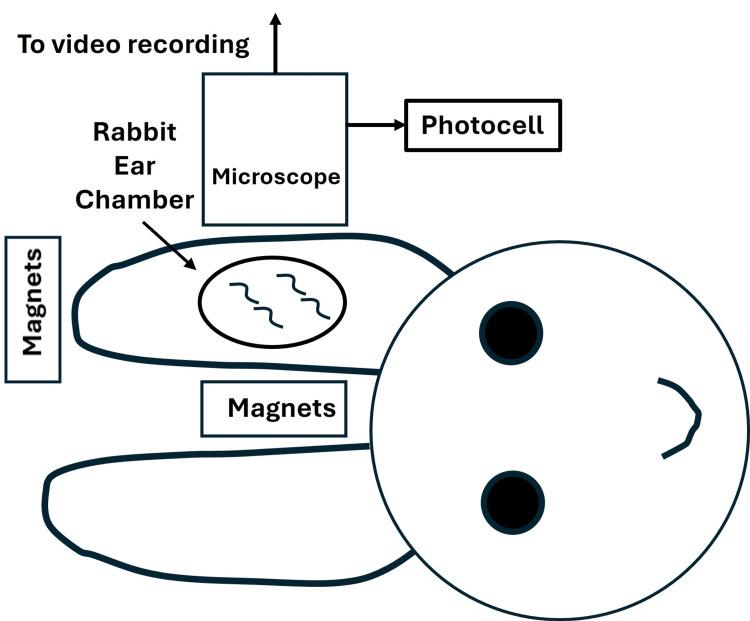 https://cdn.ncbi.nlm.nih.gov/pmc/blobs/1cea/11859515/6dba0ab5b926/cureus-0017-00000078007-i11.jpg