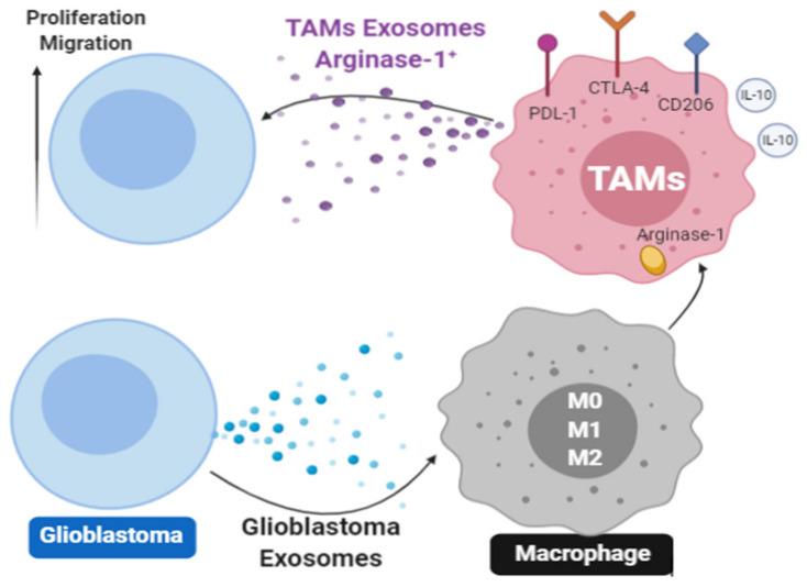 https://cdn.ncbi.nlm.nih.gov/pmc/blobs/1cee/8229953/9e3559867041/ijms-22-06234-g002.jpg