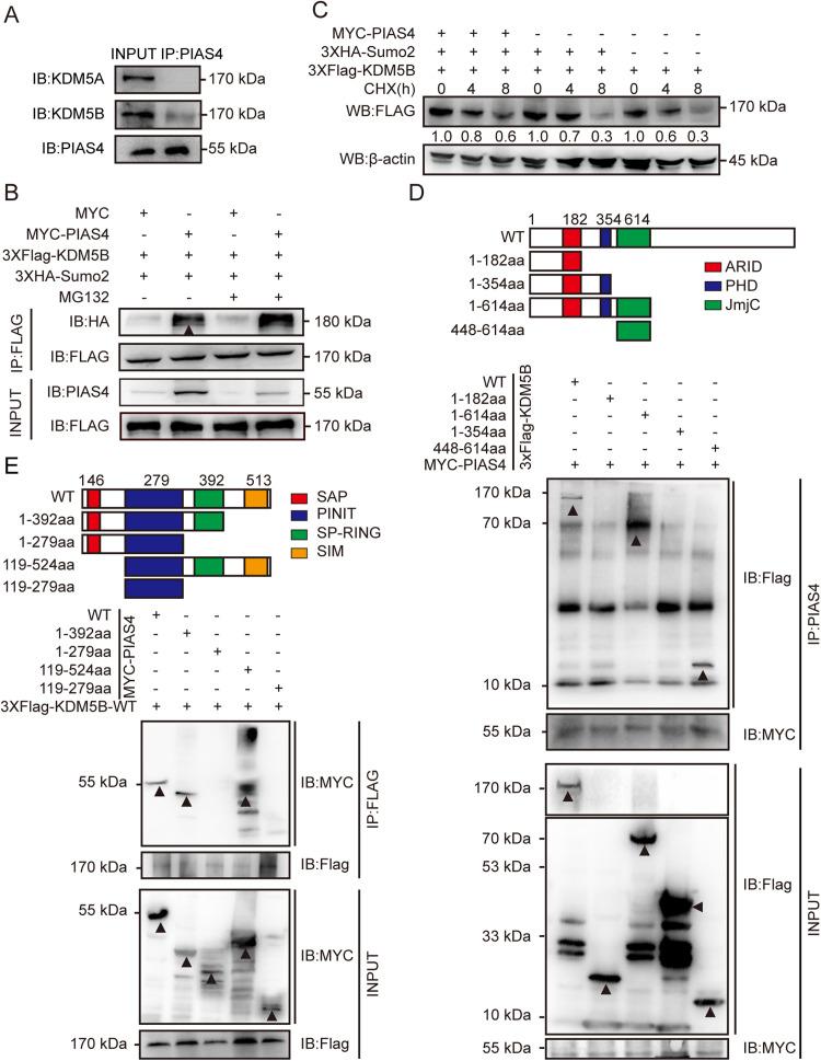 https://cdn.ncbi.nlm.nih.gov/pmc/blobs/1cf1/12327875/6e229173f0e5/gr5.jpg