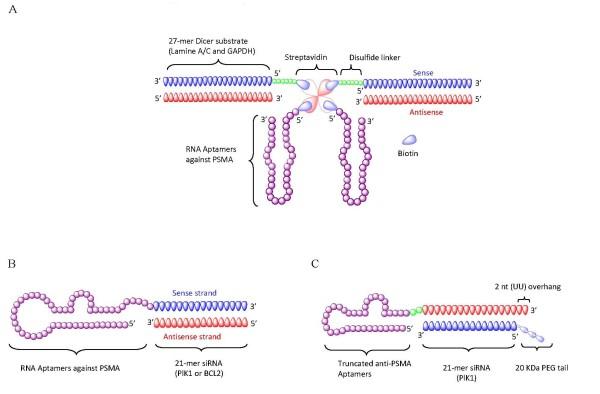 https://cdn.ncbi.nlm.nih.gov/pmc/blobs/1cf1/2835998/18a77d14acf9/1758-907X-1-4-1.jpg
