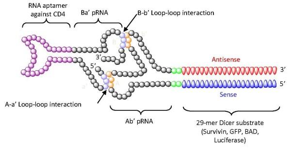 https://cdn.ncbi.nlm.nih.gov/pmc/blobs/1cf1/2835998/3d7cb662c1db/1758-907X-1-4-2.jpg