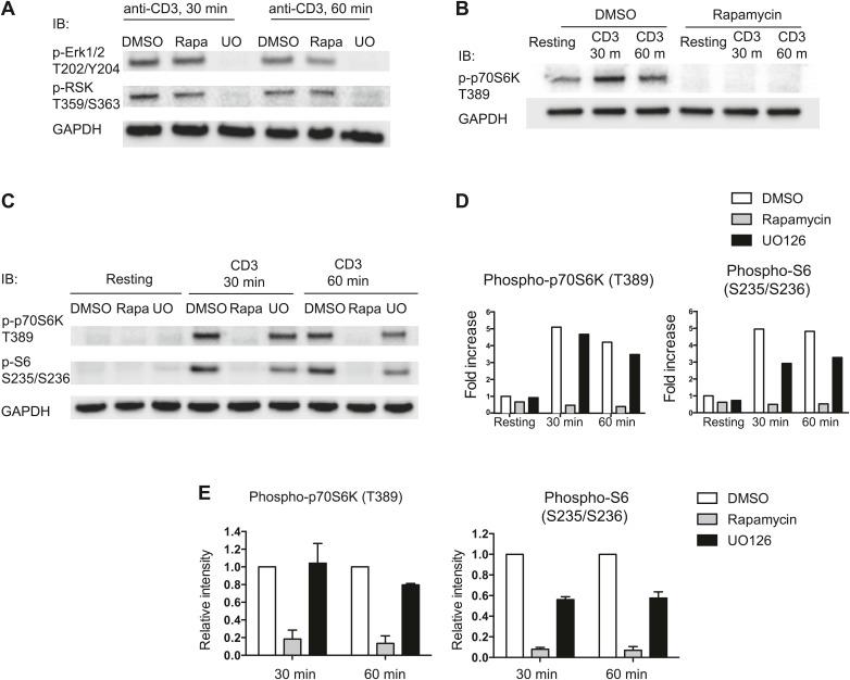 https://cdn.ncbi.nlm.nih.gov/pmc/blobs/1cf1/4017645/608a26dae2c0/elife02270fs005.jpg