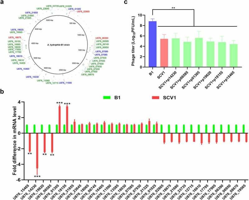 https://cdn.ncbi.nlm.nih.gov/pmc/blobs/1cf3/9518995/ed154fe31400/KVIR_A_2127186_F0001_OC.jpg