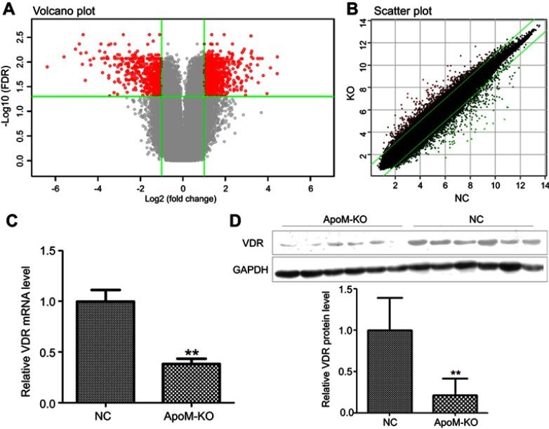 https://cdn.ncbi.nlm.nih.gov/pmc/blobs/1cf9/6525829/96fda5ed29fb/CMAR-11-3691-g0003.jpg