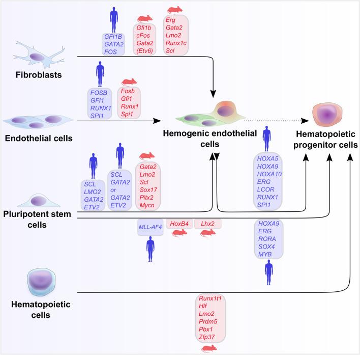 https://cdn.ncbi.nlm.nih.gov/pmc/blobs/1cfe/11073028/9ac770c40ed3/18_2021_3777_Fig4_HTML.jpg