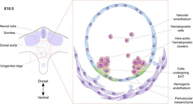 https://cdn.ncbi.nlm.nih.gov/pmc/blobs/1cfe/11073028/d45ded9d7705/18_2021_3777_Fig3_HTML.jpg