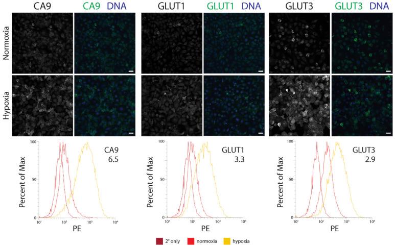 https://cdn.ncbi.nlm.nih.gov/pmc/blobs/1cfe/8946944/bd4d389cf5d3/diagnostics-12-00676-g002.jpg