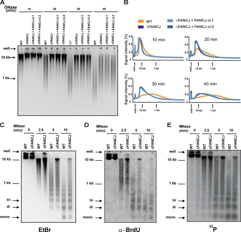 https://cdn.ncbi.nlm.nih.gov/pmc/blobs/1cff/3613694/3b0c3283eb3b/JCB_201208009_Fig6.jpg